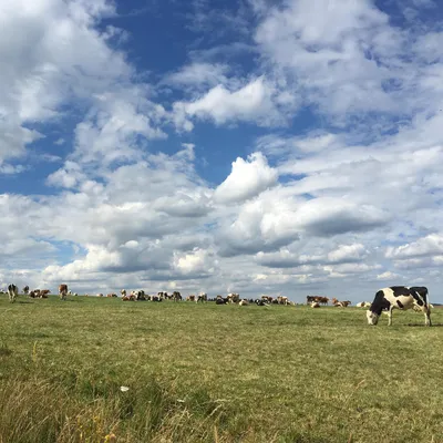 A herd of cows grazing on a wide open field under a dramatic cloudy sky
