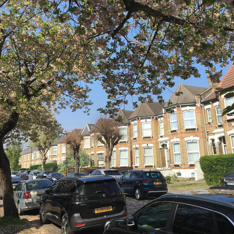 A London residential street with cherry blossom trees and Victorian brick houses