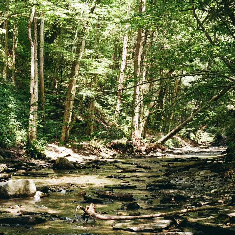 A sunlit forest creek with scattered rocks and fallen logs
